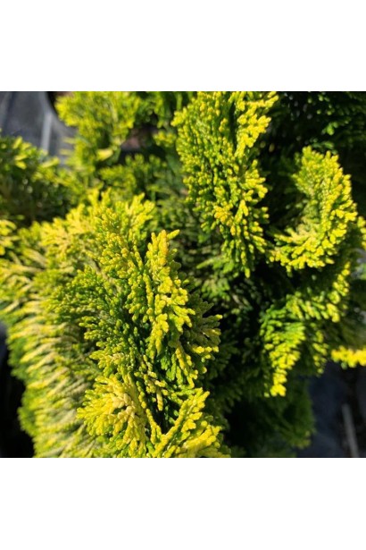 Смарагдово-золотиста хвоя кипарисовика.